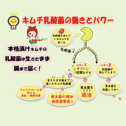 お中元 ＼ キムチ チャンジャset ／ 人気 ギフト 贈り物 食べ物 花以外 本格漬け 無添加 発酵 薬膳食材 手作り 本場 美味しい 漬物 伝統  乳酸菌 ネギキムチ カクテキ キキョウキムチ 【三口一品SANKOU公式】【クール便】